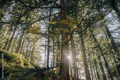 Entre pinos frondosos en un bosque de los alpes al amanecer