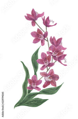 watercolor painting of orchid flowers. Design elements for wedding invintation  greeting card