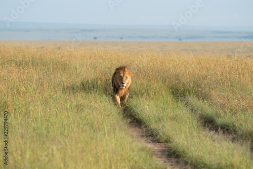 Fototapeta Naklejka Na Ścianę i Meble -  Lion walking through savannah