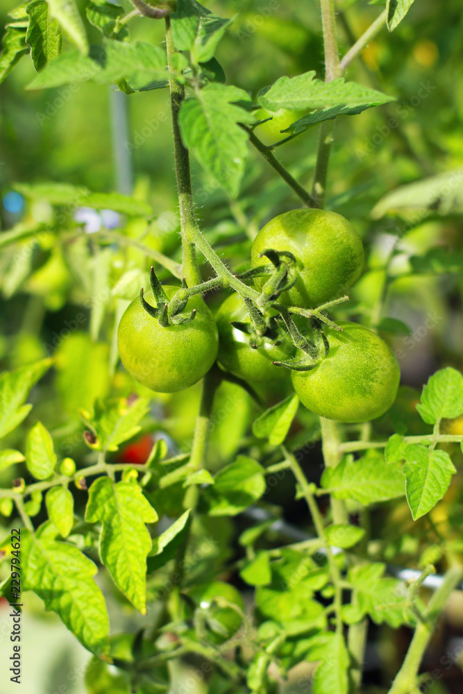 Green Tomatoes on Vine