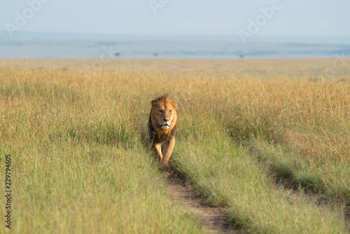 Fototapeta Naklejka Na Ścianę i Meble -  Lion walking through savannah