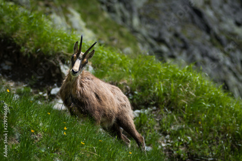Fototapeta Naklejka Na Ścianę i Meble -  Góry