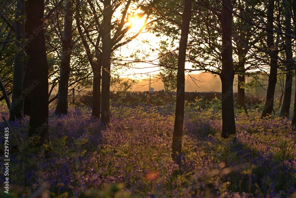 Obraz premium wildwoods sunset