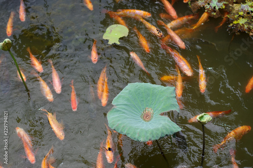 Fotografie Poissons rouges parmi les nénuphars