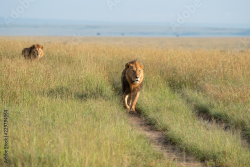 Fototapeta Naklejka Na Ścianę i Meble -  Two lions walking through the savannah