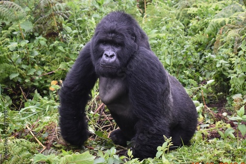 Boss gorilla © kent