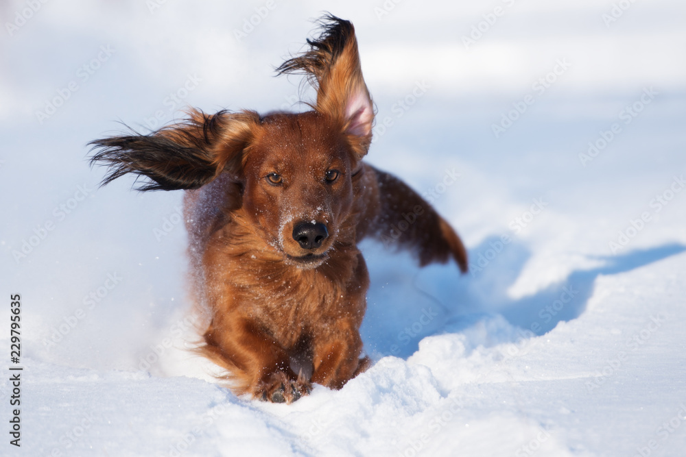 happy dachshund dog with funny ears running in the snow