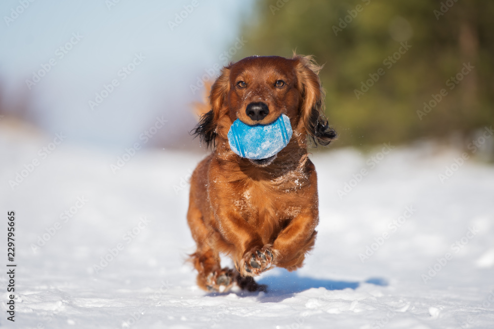 dachshund dog playing outdoors in winter
