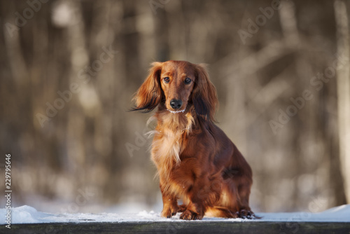 Fototapeta Naklejka Na Ścianę i Meble -  dachshund dog posing outdoors in winter