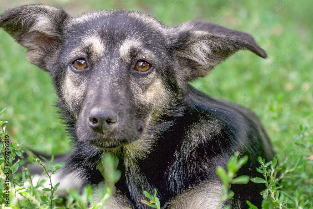 Fototapeta premium Portrait of a homeless dog mongrels