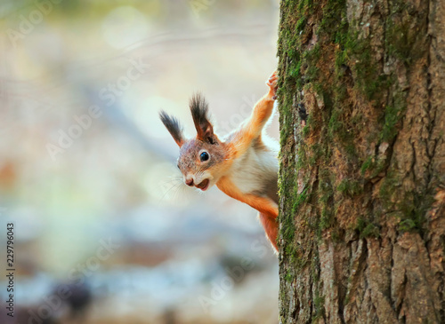 animal red-haired funny squirrel in the autumn forest looks curiously from the tree trunk on the background of bright yellow foliage with a nut in his teeth © nataba