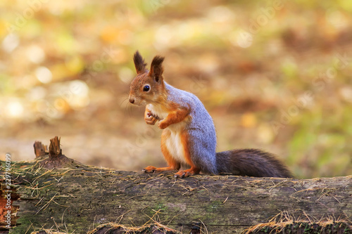 portrait of a wild beautiful funny squirrel stands in an autumn Park on a fallen tree trunk against a bright yellow foliage