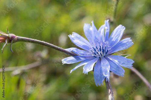 Fototapeta Naklejka Na Ścianę i Meble -   Chicory (Cichorium intybus) coffee substitute