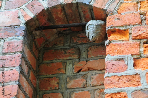 Wasp (Vespula vulgaris) nest in the old window opening on brick building.