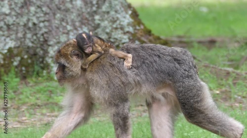 Barbary ape walk around with a baby on his back at the C√®dre Gouraud Forest in the Middle Atlas Mountain Range of Morocco photo