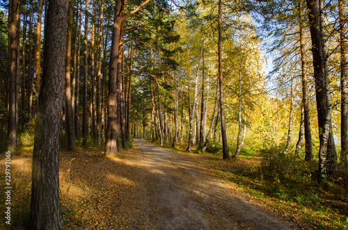 road in the forest © евгений ставников