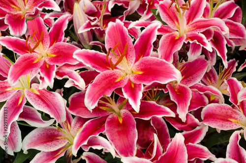Fototapeta Naklejka Na Ścianę i Meble -  Bright Pink Lily flower in garden