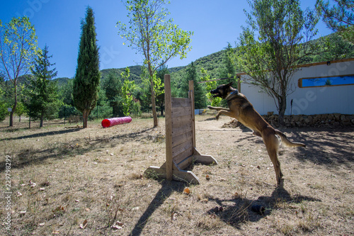 belgian shepherd dog training on agilty mode photo