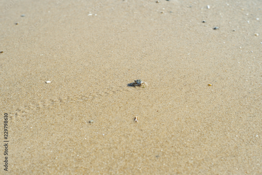 Ghost crab walking on the sandy beach Ghost crab walking on the sandy beach
