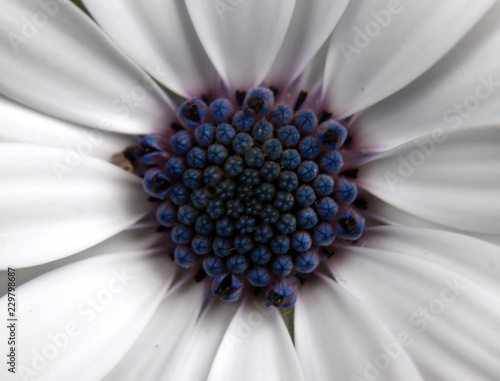 Tapety artystyczne flor 