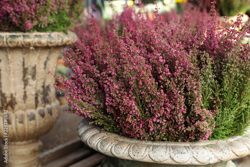 Canvas Print Erica gracilis flowering plant family Ericaceae in the beautiful ceramic flowers pot