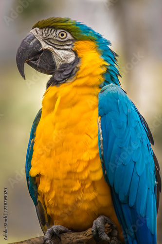 Profile view of a beautiful blue and gold macaw (Ara ararauna), Queensland, Australia. 