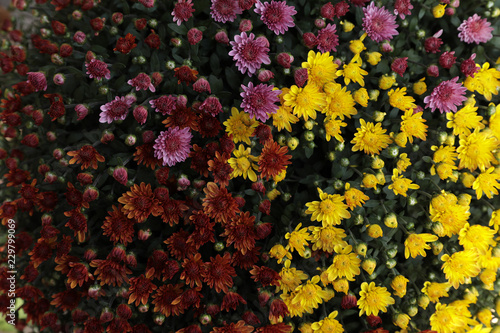 Carpet of different colors chrysanthemum flowers close up. Floral background.