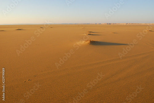 Sahara Desert scenery. Egypt