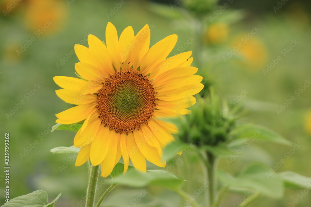 sunflower in field sunflower in field