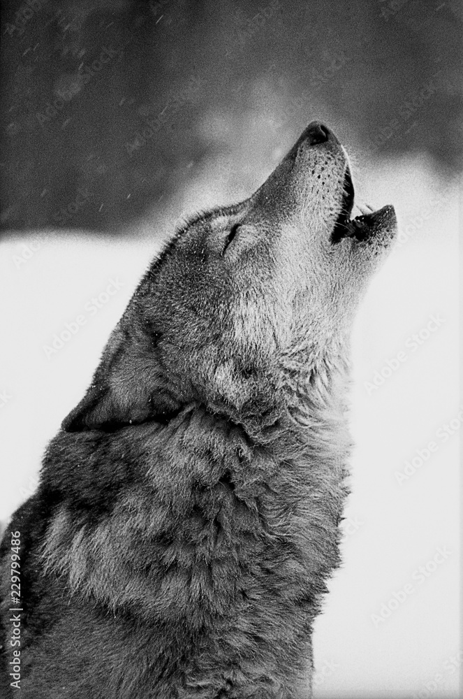 Naklejka premium Close-up portret wyjącego wilka. Czarno-białe zdjęcie z kliszy