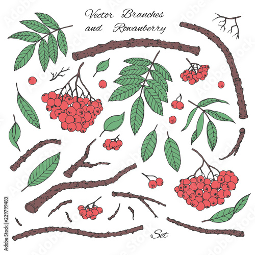 Hand drawn vector set of branches, leaves and red rowanberry line art isolated on white background. Winter decoration in sketch style.