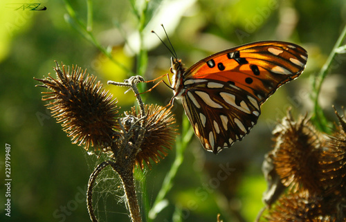 Tapety artystyczne mariposa 
