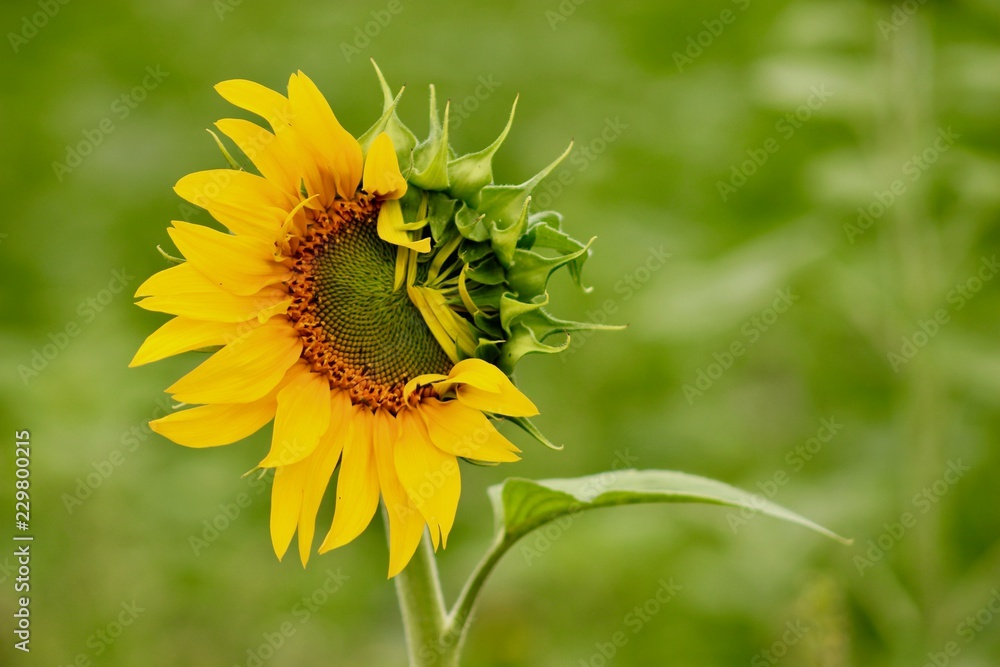 sunflower in field, beauty sunflower in field, beauty