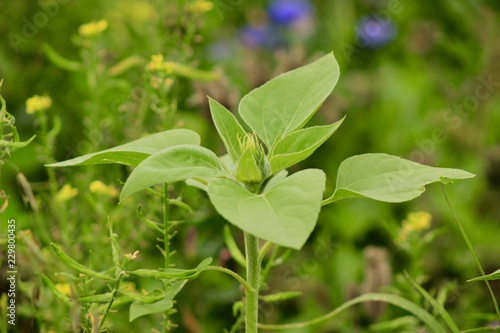 Wallpaper Mural green plant in the garden Torontodigital.ca