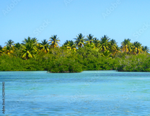 mangrove forest on Saona Island  Del Este National Park  Caribbean  Atlantic ocean  Dominican Republic
