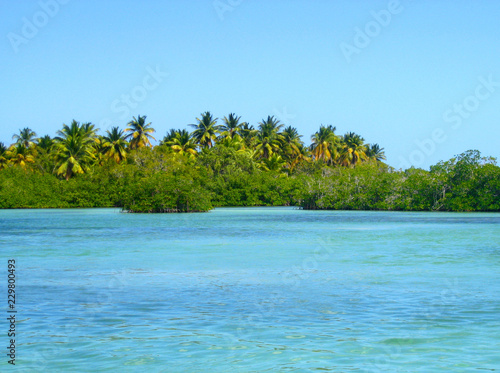 Mangroves forests, palmtree, mangroves in the Caribbean, Dominican Republic