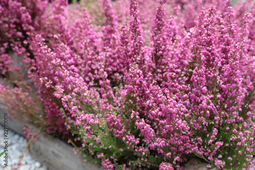 Pink Erica gracilis flowering plant family Ericaceae in the garden shop. photo
