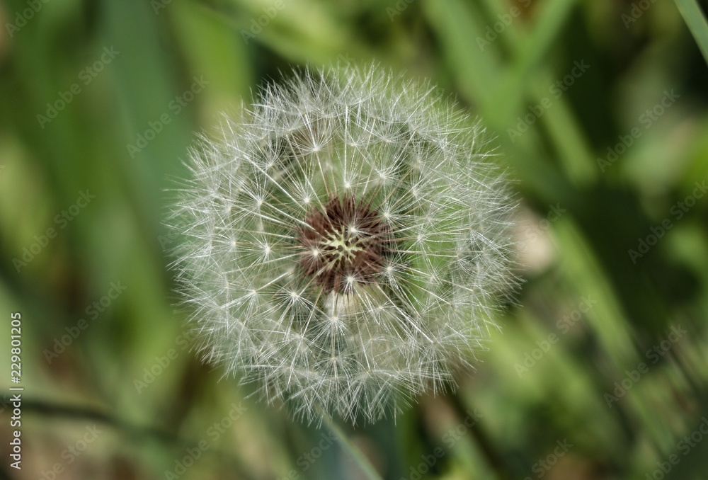 Dandelion meaning in malay