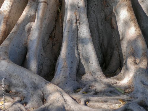 Roots of an old ancient tree that has been growing for many years
