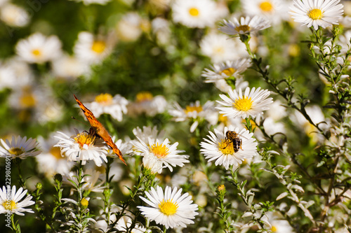 Blooming asters in a garden. Insects and flowers. 