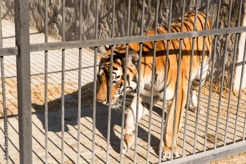 Tiger in captivity in a zoo behind bars. Power and aggression in the cage.