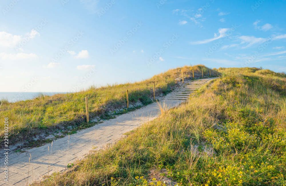 Sand dunes along the north sea coast below a blue sky in sunlight 