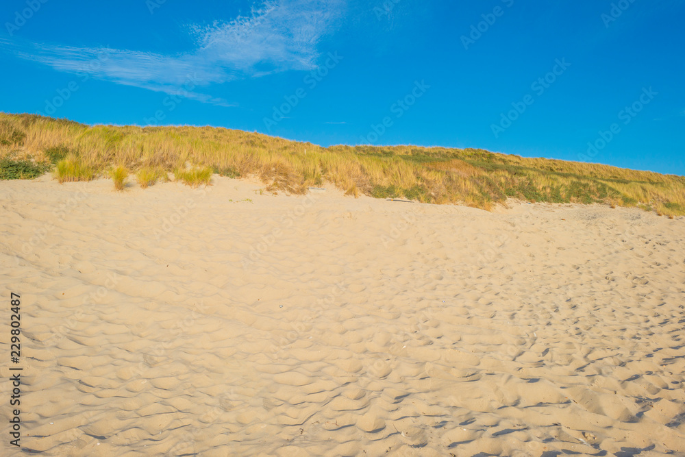 Sand dunes along the north sea coast below a blue sky in sunlight 