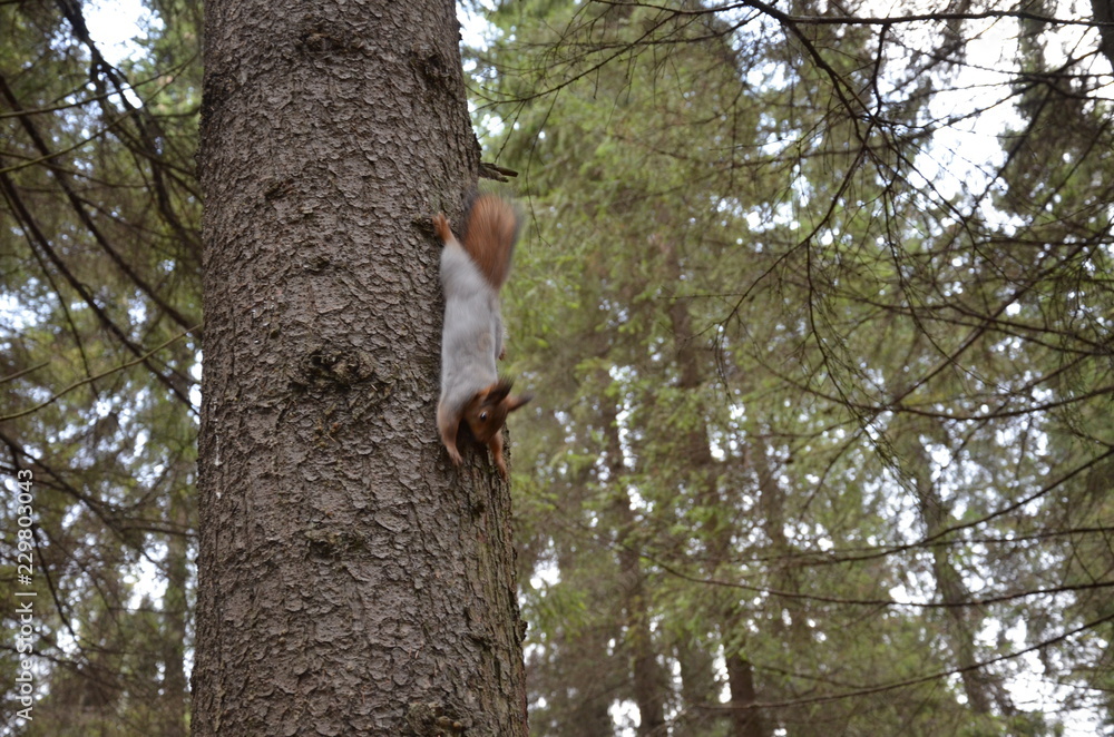 squirrel squirrel