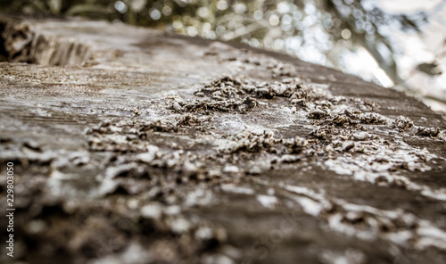 Detailed close-up picture of crannied old oak tree in a park. View from the top.