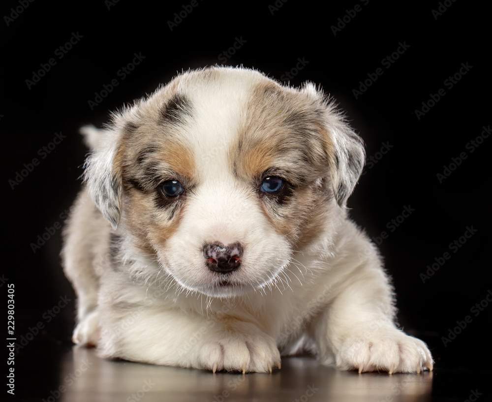 Welsh corgi puppy Dog  Isolated  on Black Background in studio