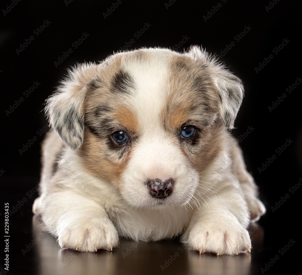 Welsh corgi puppy Dog Isolated on Black Background in studio Welsh corgi puppy Dog Isolated on Black Background in studio