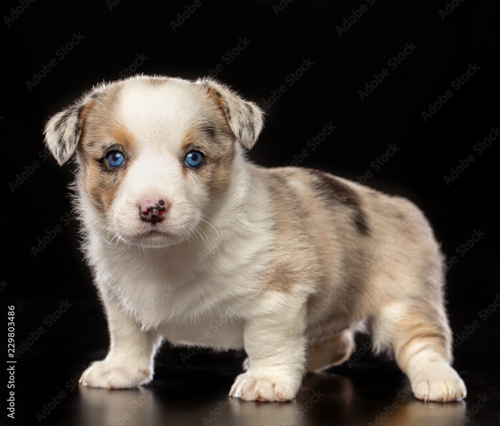 Welsh corgi puppy Dog Isolated on Black Background in studio Welsh corgi puppy Dog Isolated on Black Background in studio