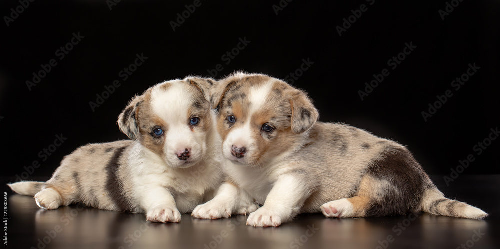 Welsh corgi puppy Dog Isolated on Black Background in studio Welsh corgi puppy Dog Isolated on Black Background in studio