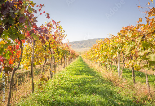 Photography Vineyard in Carpathian mountains not far from Bratislava